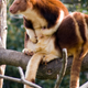 Tree kangaroos.